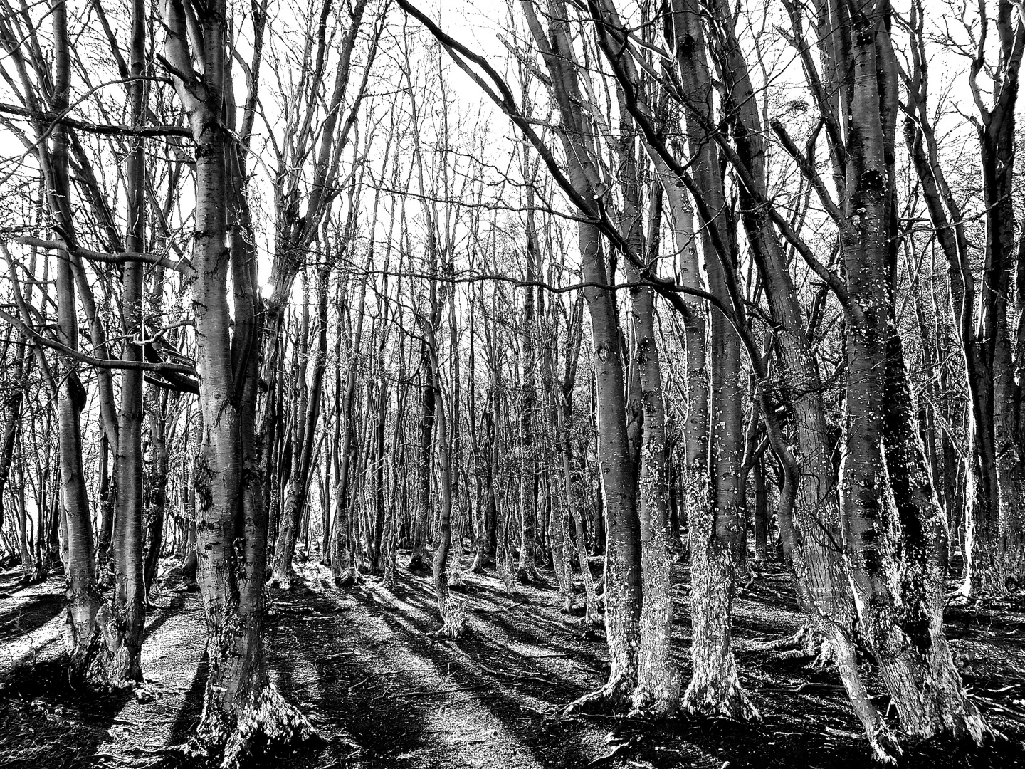 Arbres en noir et blanc