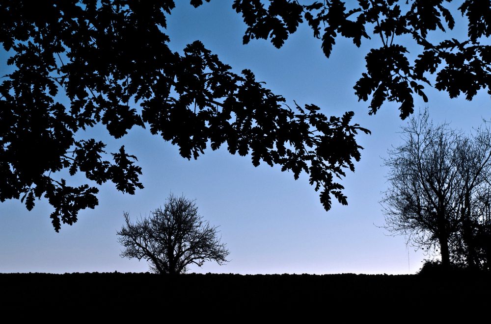 Arbres en novembre - Exercice photo N°282 : Contre-jour