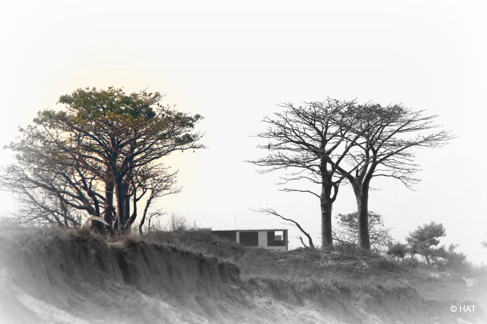 Arbres enlacées