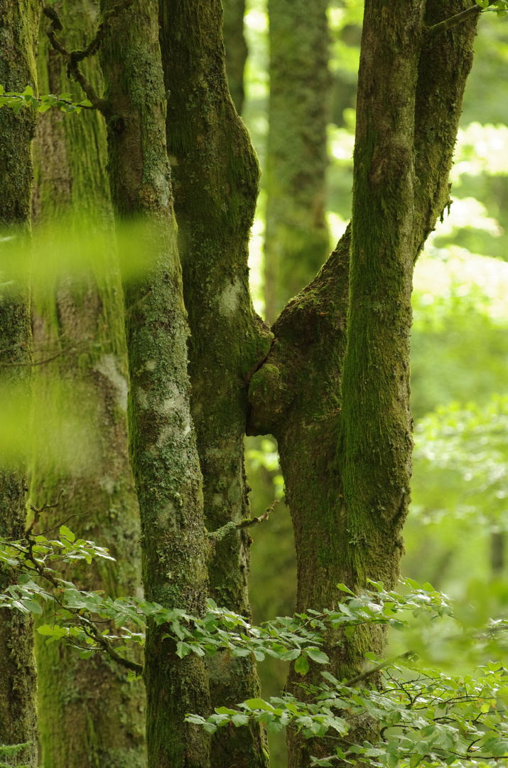 Arbres entrelacés.