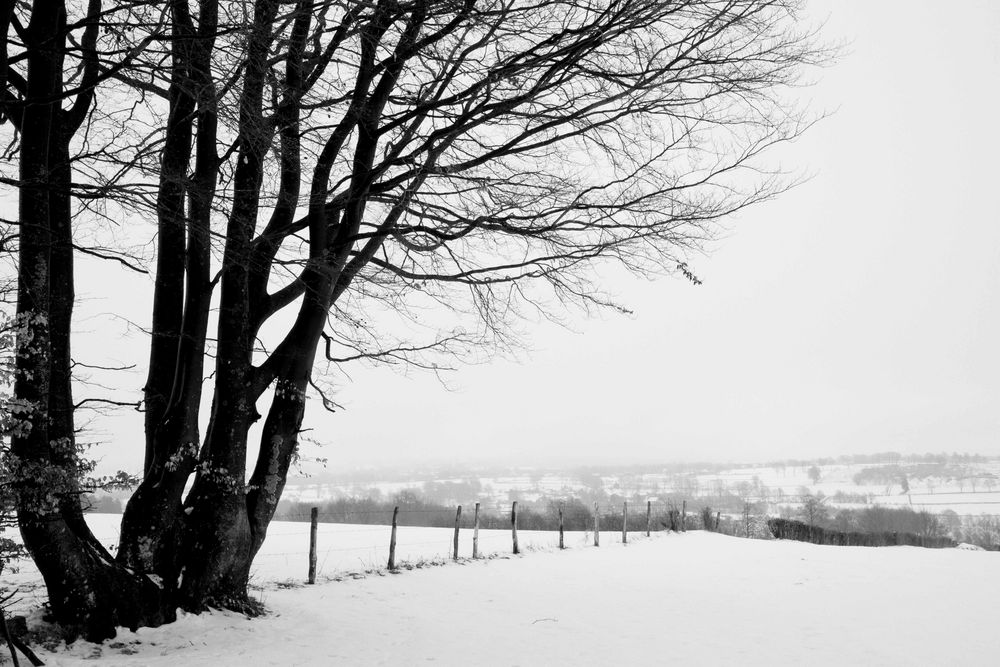 Arbres et clôture