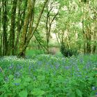 arbres et fleurs