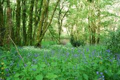 arbres et fleurs