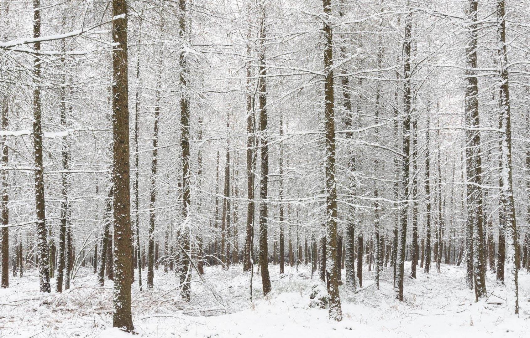 Arbres et neige