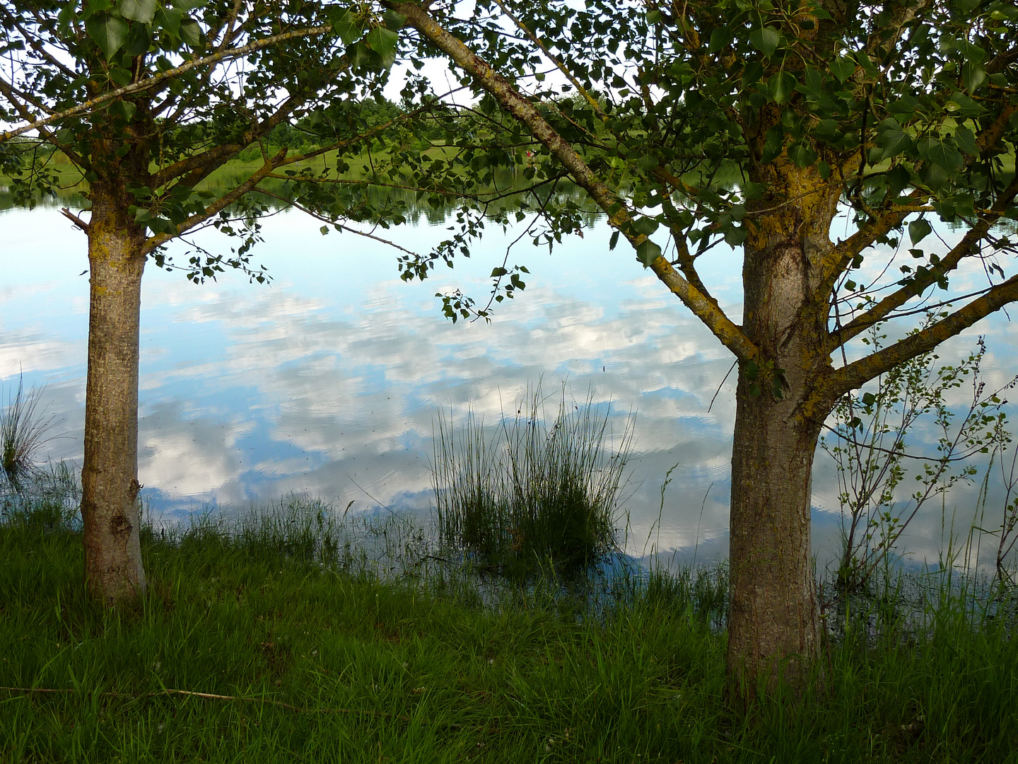 Arbres et nuages