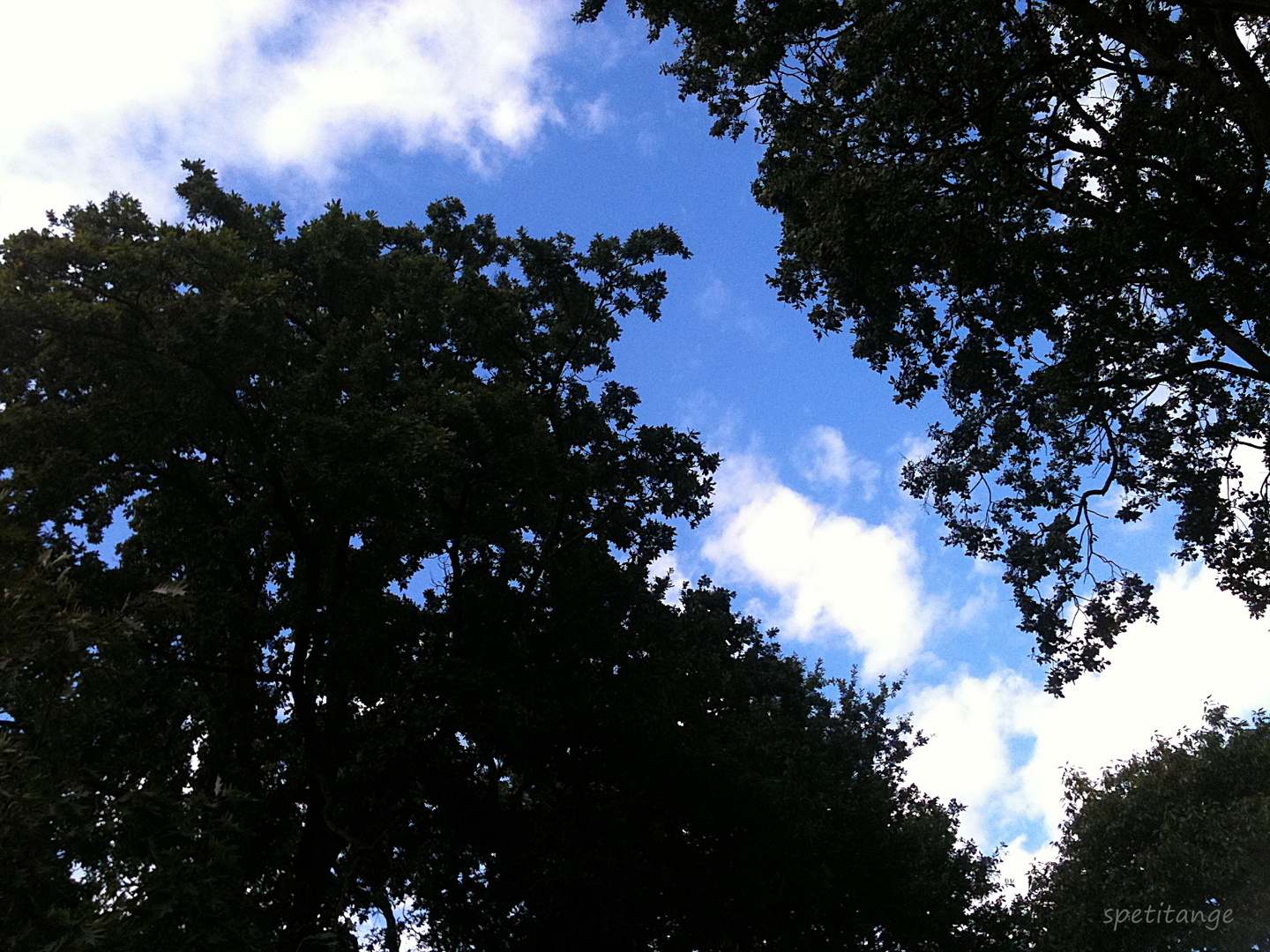 arbres et nuages