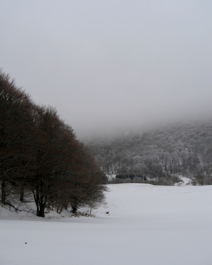 Arbres et nuages suite