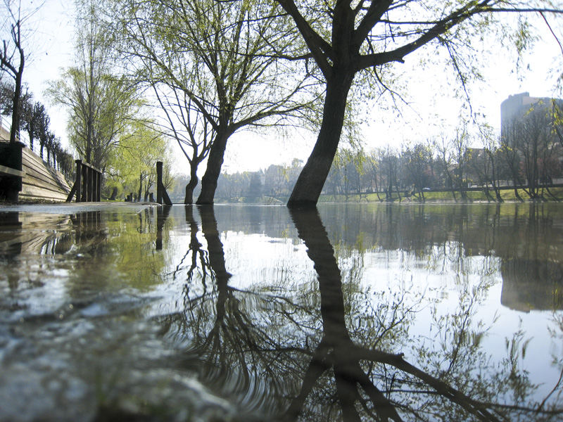 Arbres et reflets