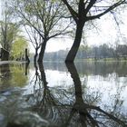 Arbres et reflets