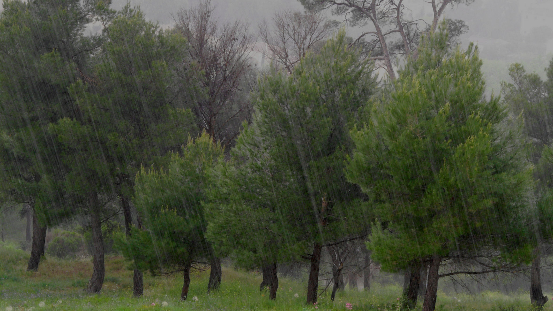 Arbres et rideau de pluie.