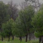 Arbres et rideau de pluie.