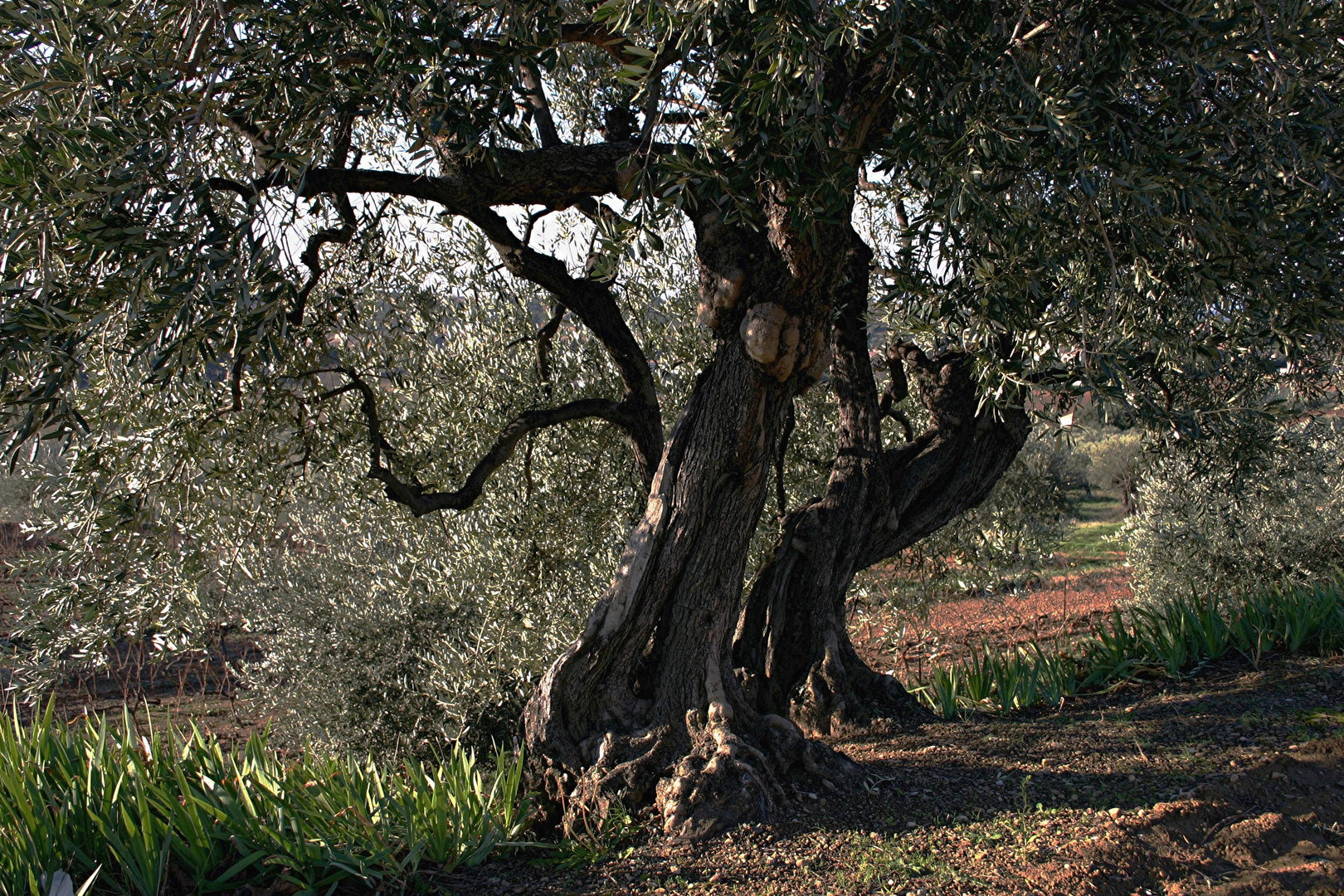 ARBRES ET SOUS BOIS Le vieil olivier de Beaumes de Venise