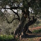 ARBRES ET SOUS BOIS Le vieil olivier de Beaumes de Venise