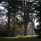 Arbres feuillus et conifères au Jardin Botanique  --  Cambridge 