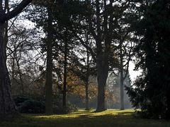 Arbres feuillus et conifères au Jardin Botanique  --  Cambridge 