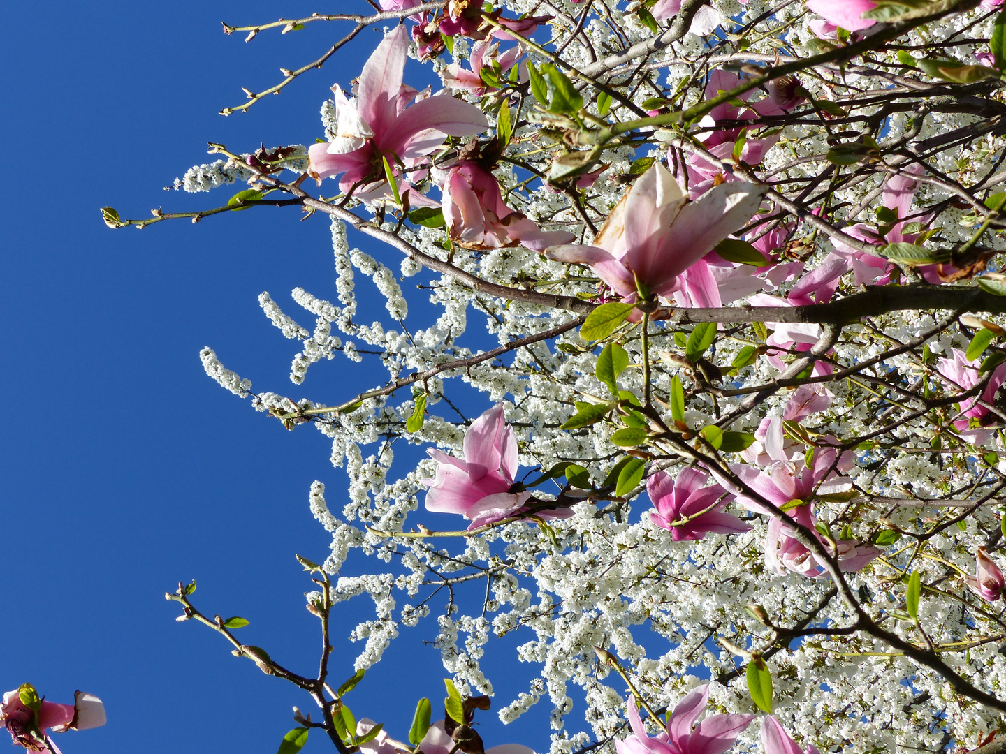 Arbres + fleurs