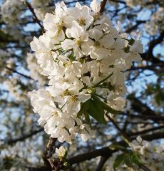 arbres fruitiers en fleurs