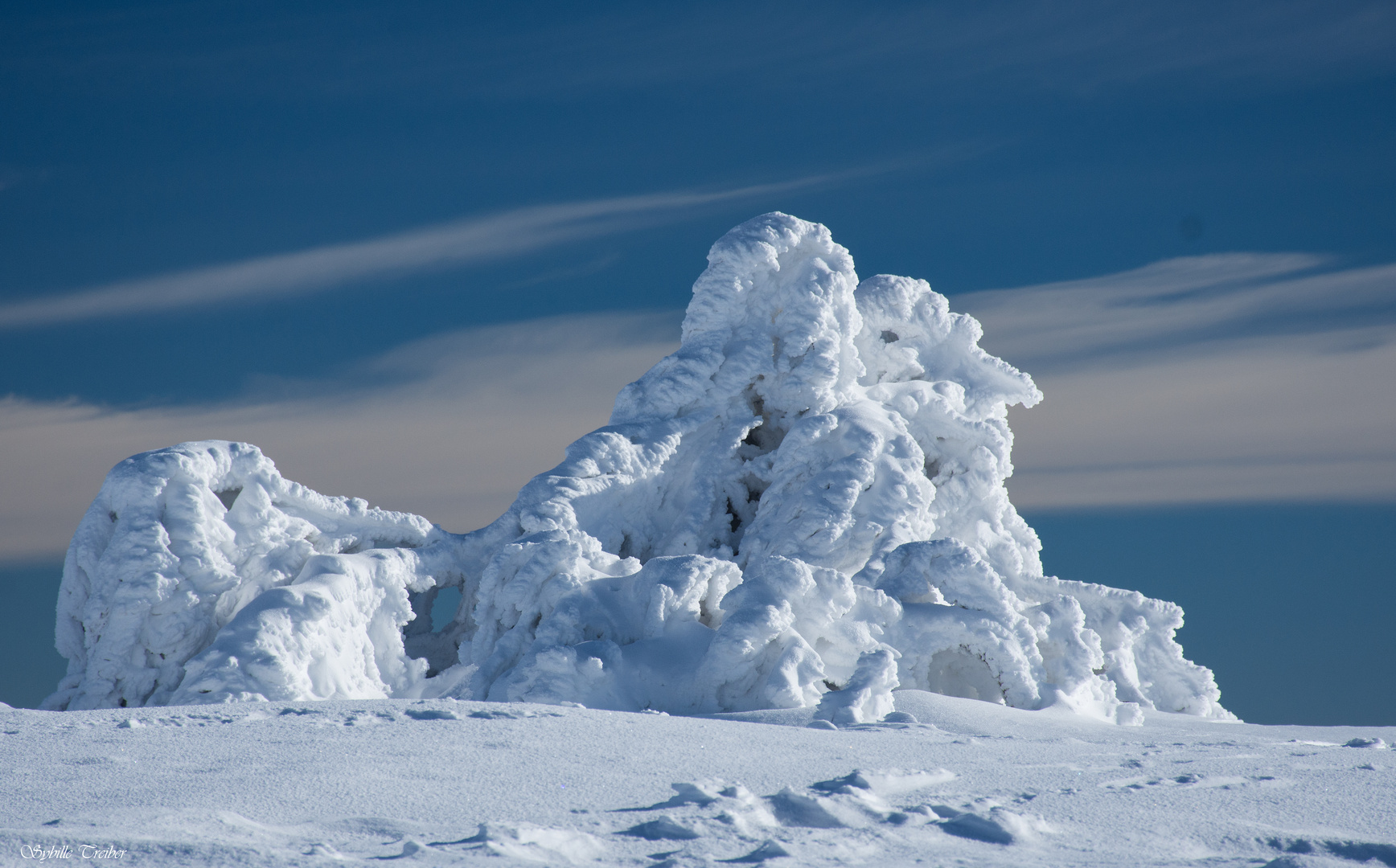 Arbres hivernals