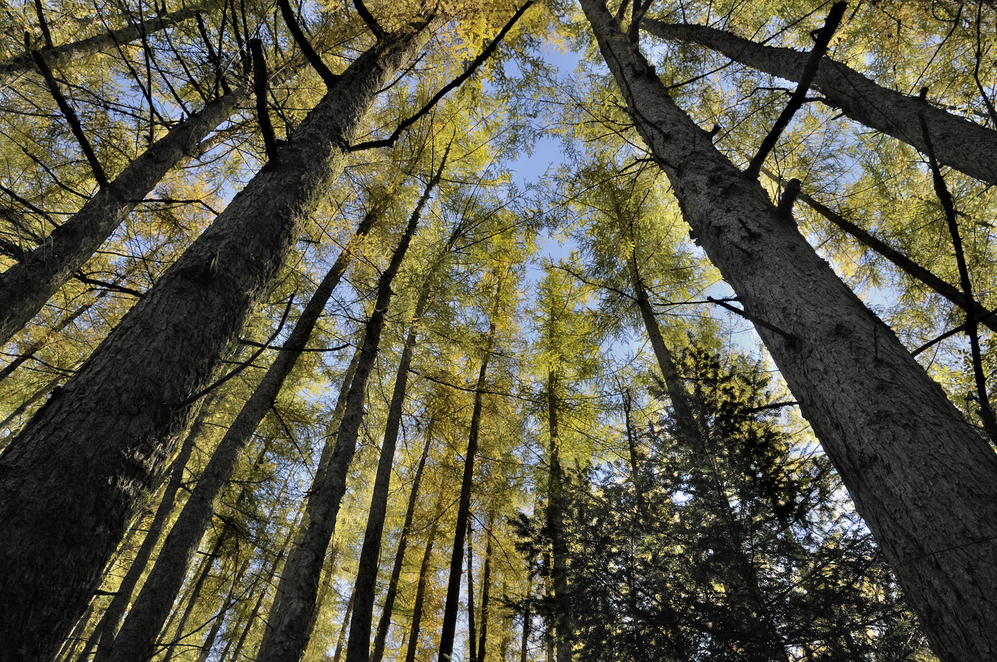 Arbres majestueux