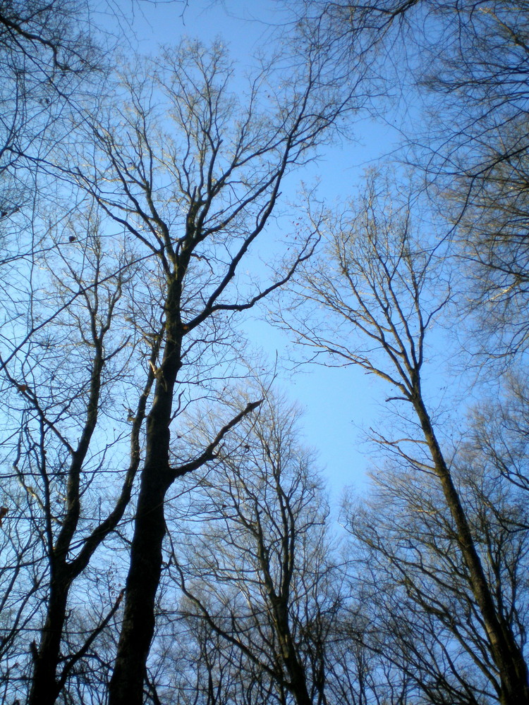 arbres nus dans l'hiver