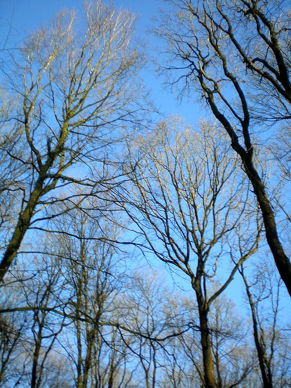 arbres nus dans l'hiver