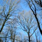 arbres nus dans l'hiver