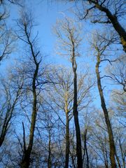 arbres nus dans l'hiver