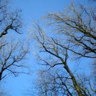 arbres nus dans l'hiver