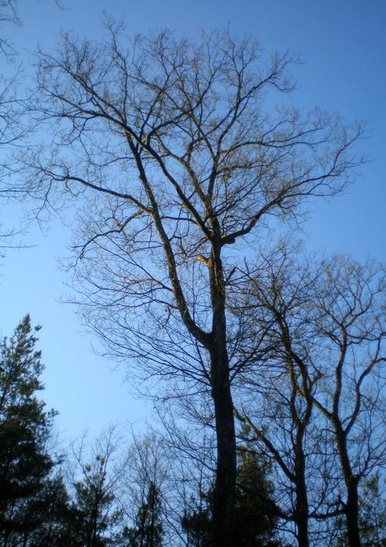 arbres nus dans l'hiver