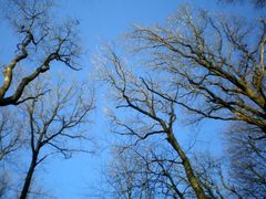 arbres nus dans l'hiver