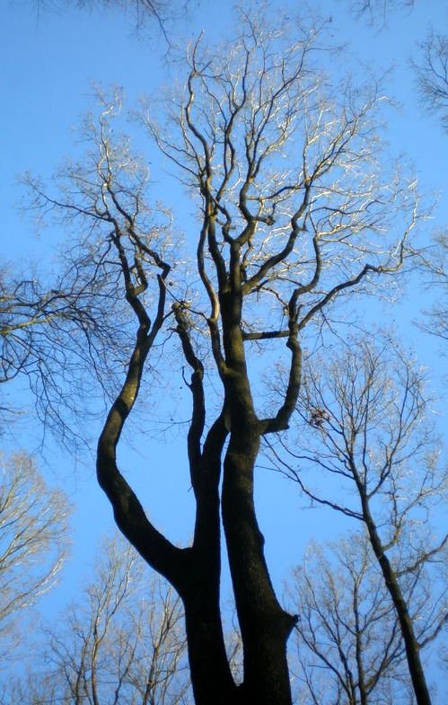 arbres nus dans l'hiver