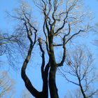 arbres nus dans l'hiver