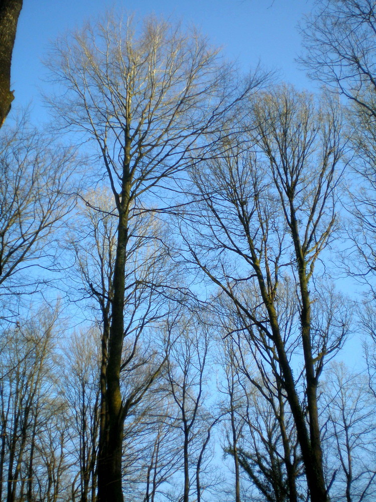 arbres nus dans l'hiver