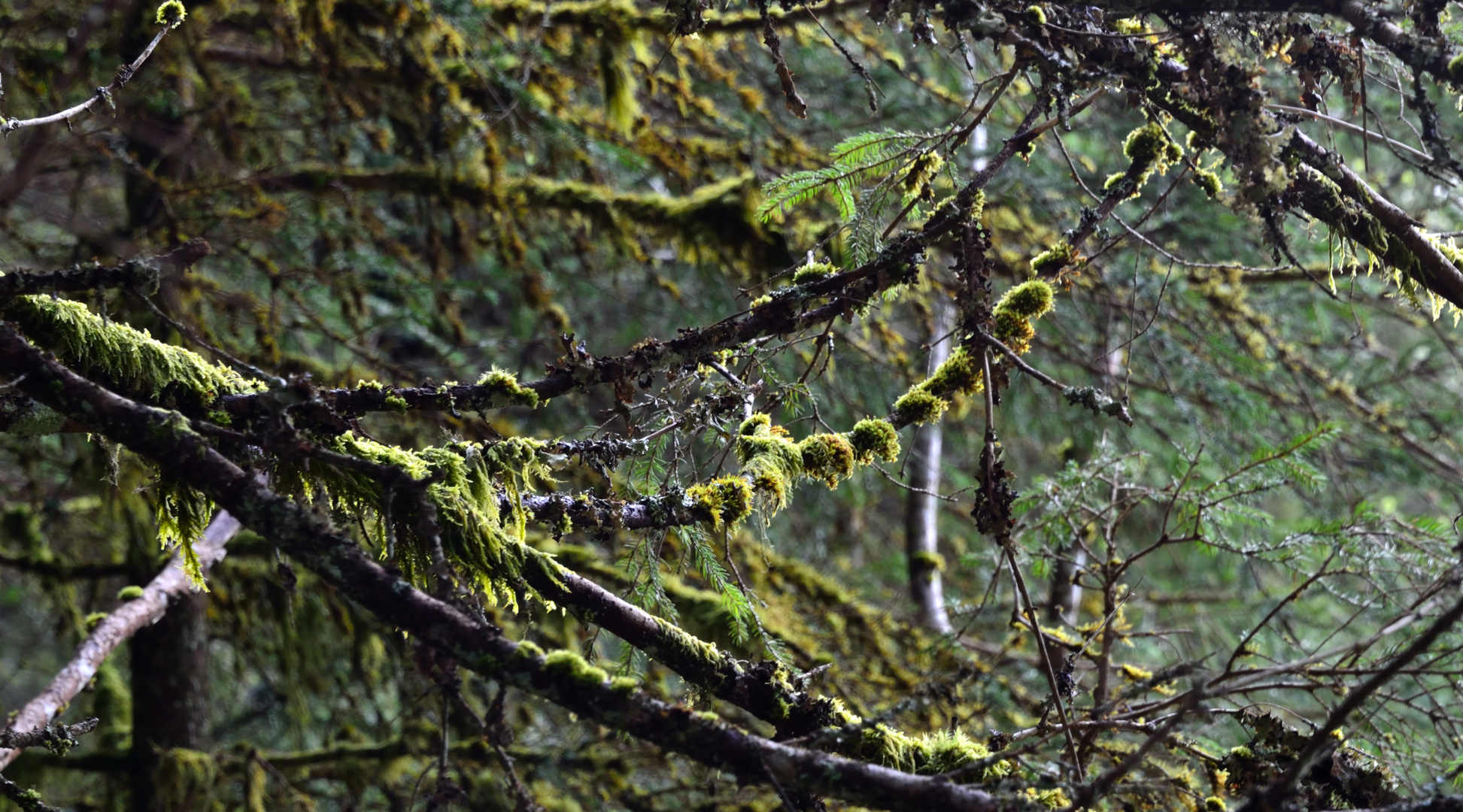 arbres perdus