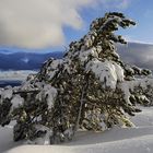 Arbres sous la neige