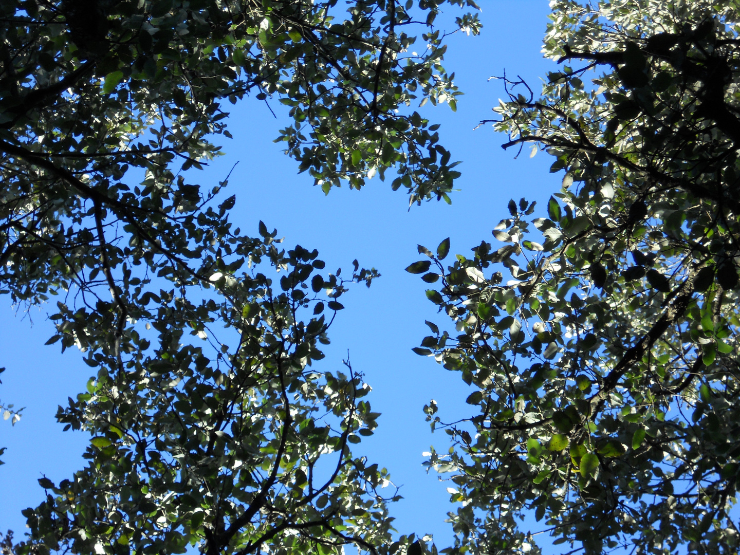 arbres sous le ciel