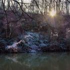 Arbres sous soleil couchant