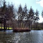 Arbres sur île !