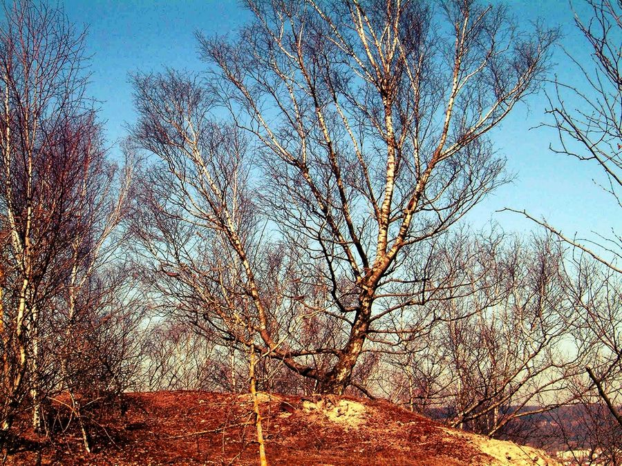 arbres sur le pain de sucre