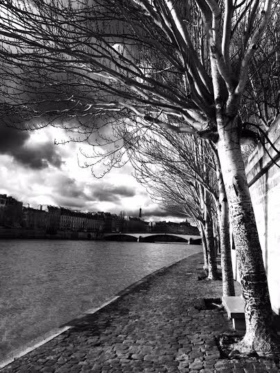 Arbres sur Seine