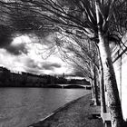 Arbres sur Seine