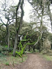 Arbres tortueux