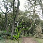 Arbres tortueux