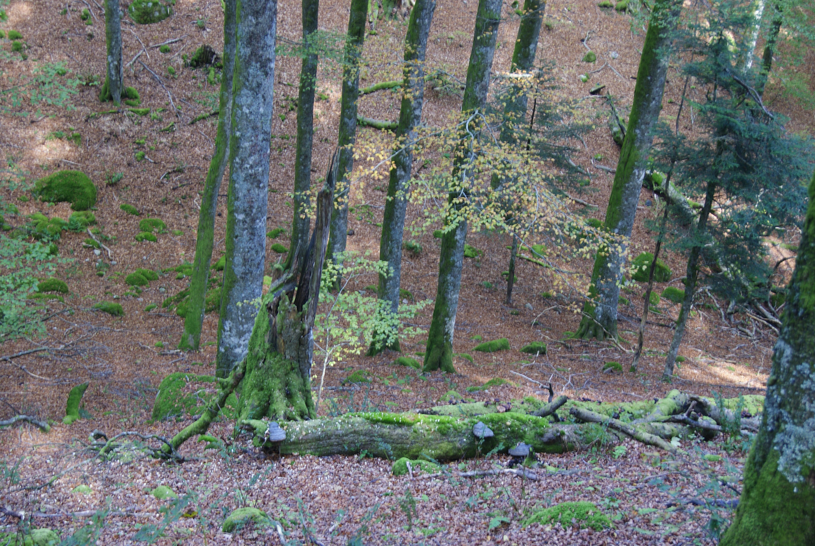 Arbres vie et mort