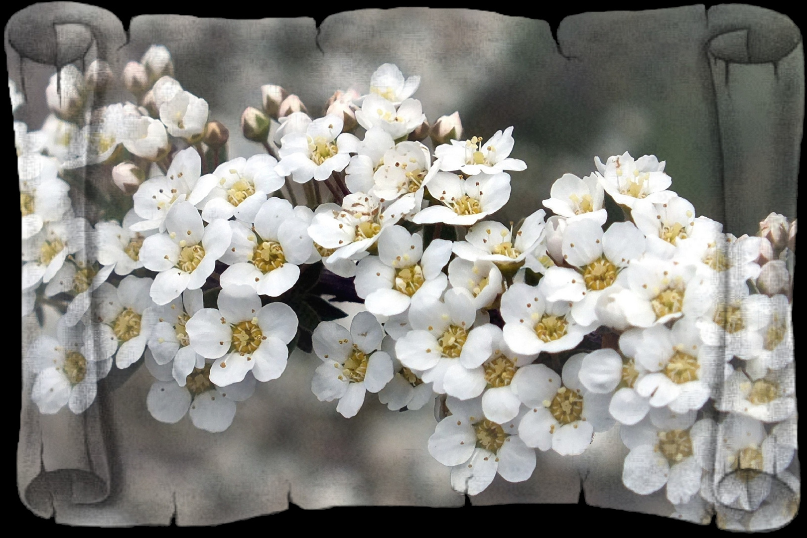 Arbuste en fleurs