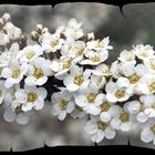 Arbuste en fleurs