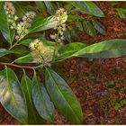 Arbuste en fleurs