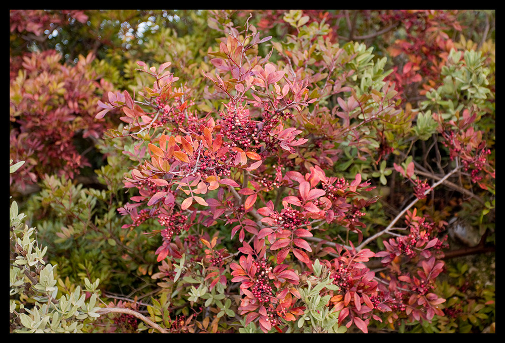 arbuste multicolores !