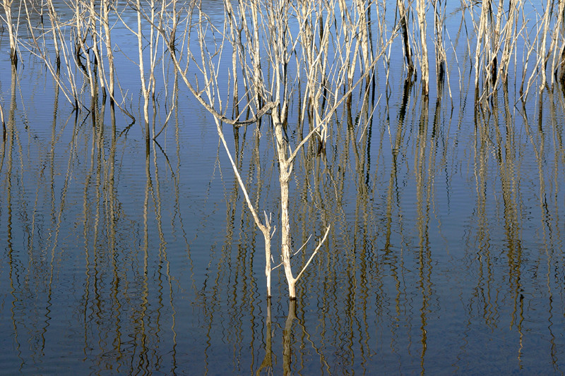 Arbusti acquatici 2