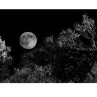 Arbusti al chiaro di luna piena